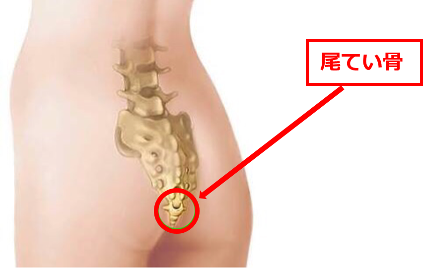 痛い 尾てい骨 椅子に座るとお尻（尾てい骨）が痛い！これって仙骨、座骨神経痛、それともヘルニアなの？